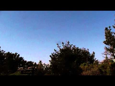 how to transplant a small joshua tree
