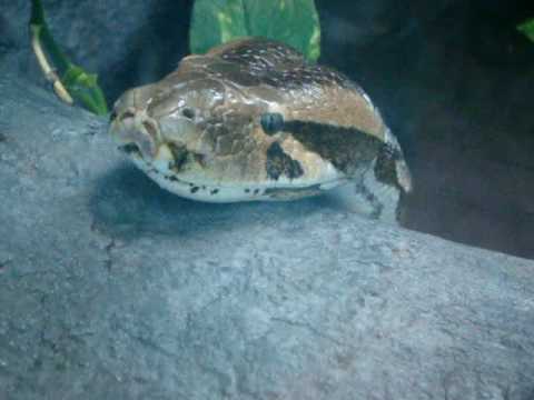 Indian Python
