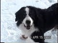 Buntzen's Snow Fun