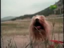 Breed All About It - Yorkshire Terrier