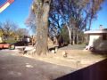 Oak tree felling part 6
