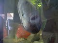 13 Inch Huge Pearsei Cichlid fish 13 Inch Huge Pearsei Cichlid fish