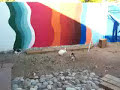 2 chickens break up rabbit fight!