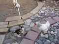 2 chickens break up rabbit fight! 2 chickens break up rabbit fight!