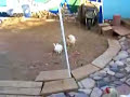 2 chickens break up rabbit fight!