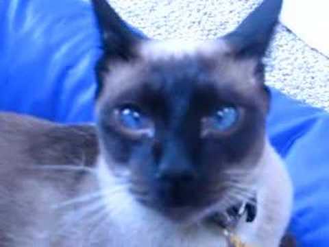 siamese yawn