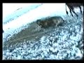 Animal Sex