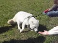 Arctic Fox out for a walk