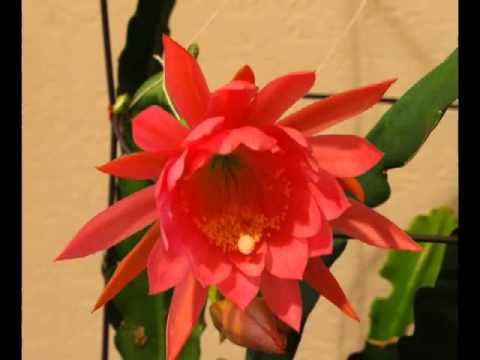 how to fertilize epiphyllum plants