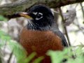 American Robin - HD Mini-Documentary