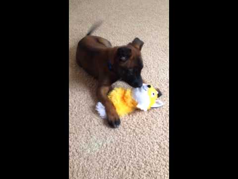 Blue collar Female BlazeJada Litter