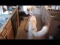 Baby Husky Walks Daddy Husky
