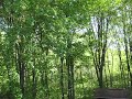 more wood thrush song more wood thrush song