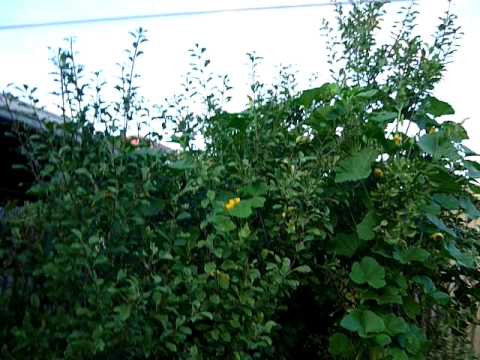 how to grow qld blue pumpkin