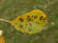 Ohio Tree and Plant Deaths