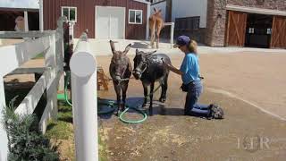 Spa Day: Miniature Donkeys Augie and Spuds