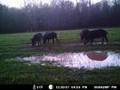 videos de BIG Deer, Bobcat, Hogs, Turkey in Alabama