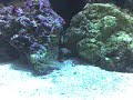Lawnmower Blenny in Saltwater Aquarium