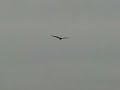 Turkey Vulture in Flight