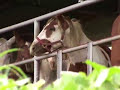 Horse Slaughter: Cruelty Uncovered