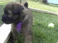 Puppies at play!