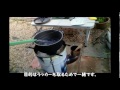 キャプテンスタッグ