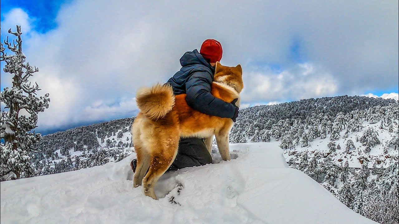 The Breathtaking View - Akita Inu Snow Escapade. Episode 3