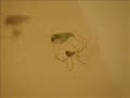 Pholcidae Eats Chrysopidae