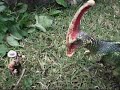 As aventuras de dois Buneco 2�Temporada
