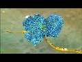 From DNA to Protein From DNA to Protein