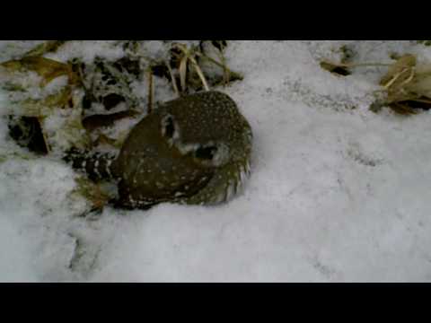 Pygmy Owl - cool.