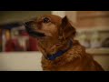 cute baby dogs||cute pets animals dogs||#cutedogs#cutepetsdog#animals