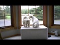 Cockapoo