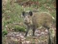 videos de Mister Pig for you, Veluwe