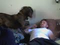 Dog   Pile
