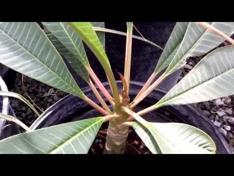 how to fertilize frangipani
