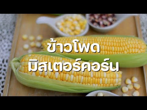 ฟาร์มมิสเตอร์คอร์น CONNECT ผลผลิตถึงมือผู้บริโภค