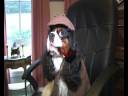 Cooper the Super Dog