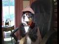 videos de Cooper the Super Dog
