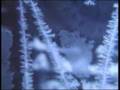 Nello specchio di Galois (Estratto/Excerpt 01) - 2008