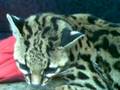filhote de jaguatirica