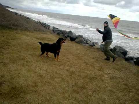 rottwailer