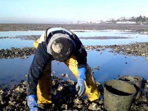 how to collect oysters
