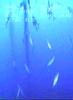 Sonsub T-26 ROV at Shell MARS Platform GOM Sonsub T-26 ROV at Shell MARS Platform GOM