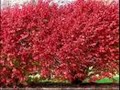 Myrna Summers - Burning Bush