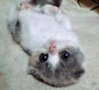 cotton 1(scottish fold kitten - female)