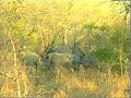 The Legend of the Rhinos