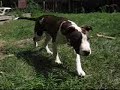 La Vida the Pit (and others) numero cinco