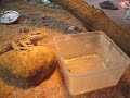 Rock vs hopper Rock vs hopper