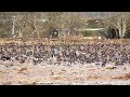 Pink-footed Geese on Montrose Basin